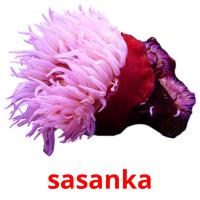 sasanka cartões com imagens