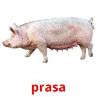 prasa card for translate