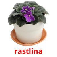 rastlina card for translate