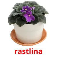 rastlina cartes flash