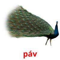 páv card for translate