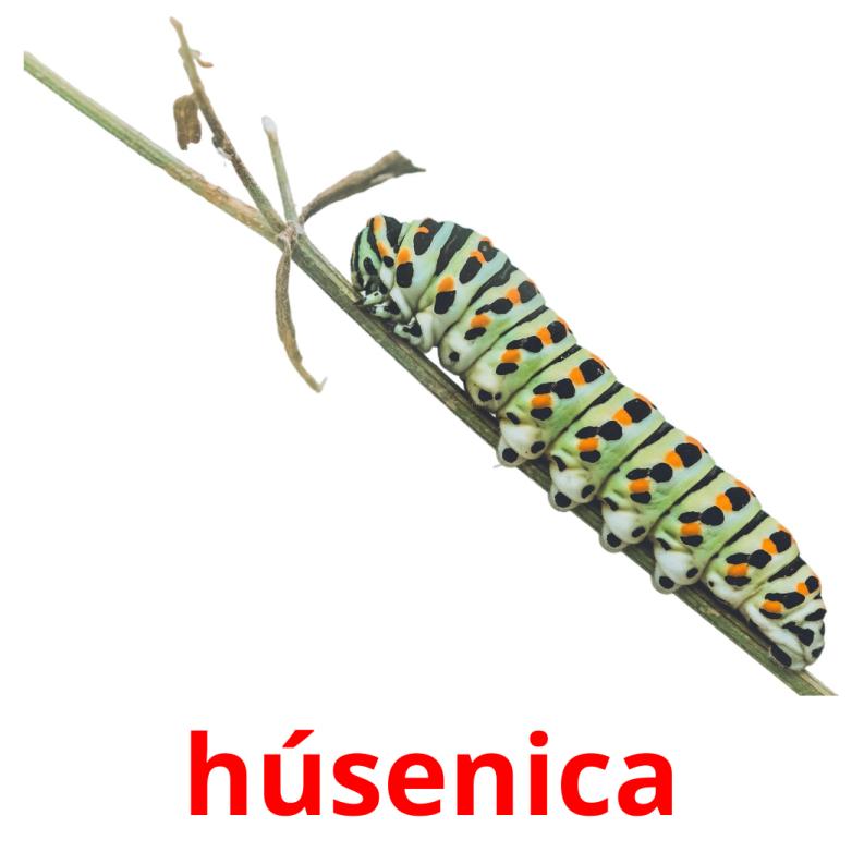 húsenica picture flashcards