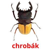 chrobák card for translate