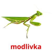 modlivka picture flashcards