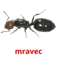 mravec cartes flash