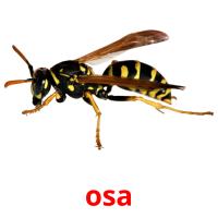 osa picture flashcards