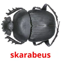 skarabeus cartes flash