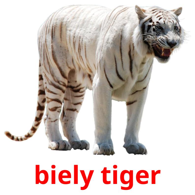 biely tiger picture flashcards