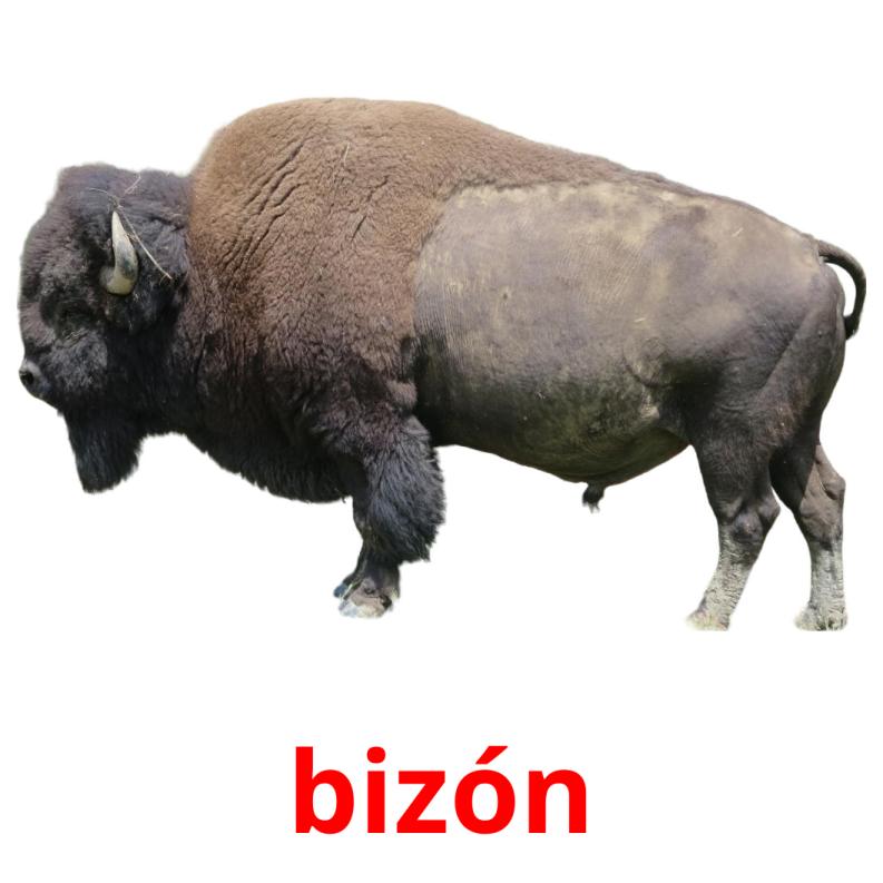 bizón picture flashcards