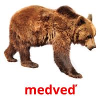 medveď picture flashcards