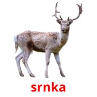 srnka card for translate