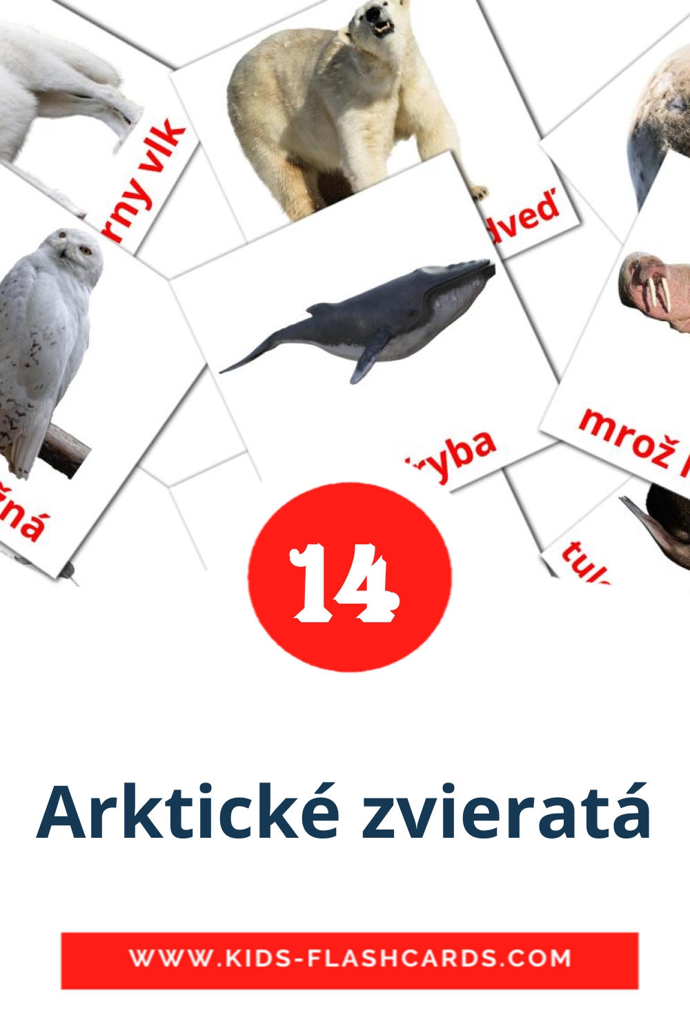 14 Arktické zvieratá Picture Cards for Kindergarden in slovak