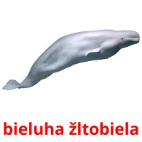 bieluha žltobiela ansichtkaarten