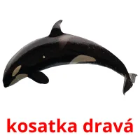 kosatka dravá ansichtkaarten