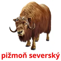 pižmoň severský ansichtkaarten