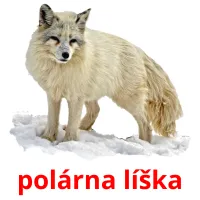 polárna líška ansichtkaarten