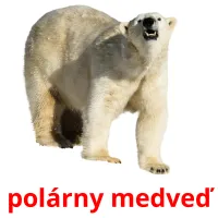 polárny medveď ansichtkaarten