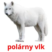 polárny vlk ansichtkaarten