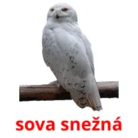 sova snežná ansichtkaarten