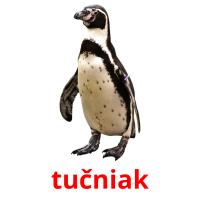 tučniak card for translate