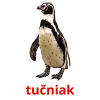 tučniak ansichtkaarten