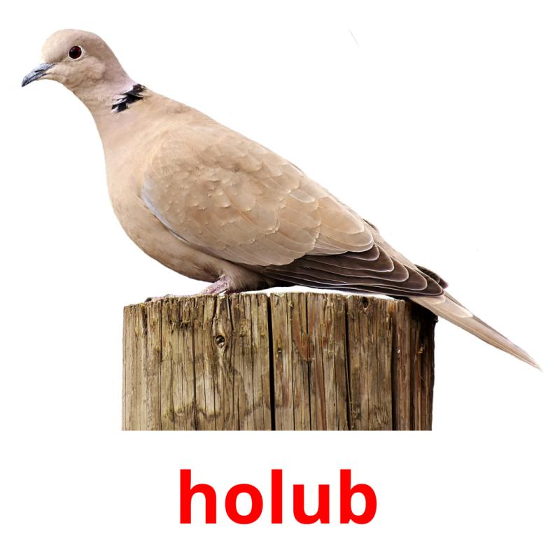 holub picture flashcards