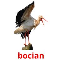 bocian card for translate