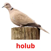 holub cartões com imagens