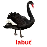 labuť cartões com imagens