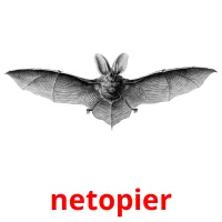 netopier Bildkarten für Kinder