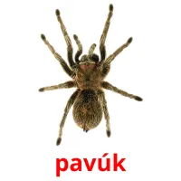 pavúk Bildkarten für Kinder