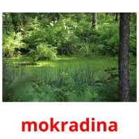 mokradina карточки энциклопедических знаний