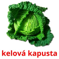 kelová kapusta карточки энциклопедических знаний