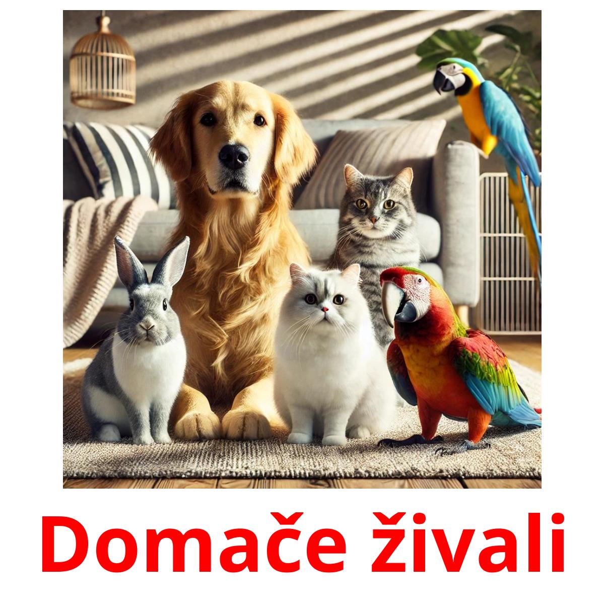 Domače živali Tarjetas didacticas