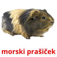 morski prašiček card for translate