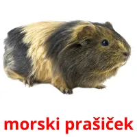 morski prašiček ansichtkaarten