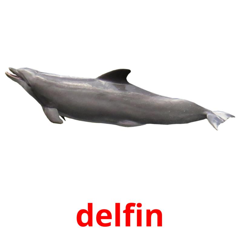 delfin Tarjetas didacticas