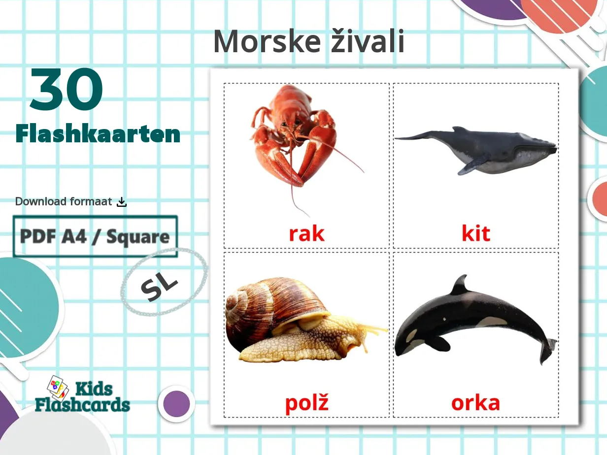 30 GRATIS Zeedieren Flashcards in 4 PDF formaten | Sloveens Afbeeldingen