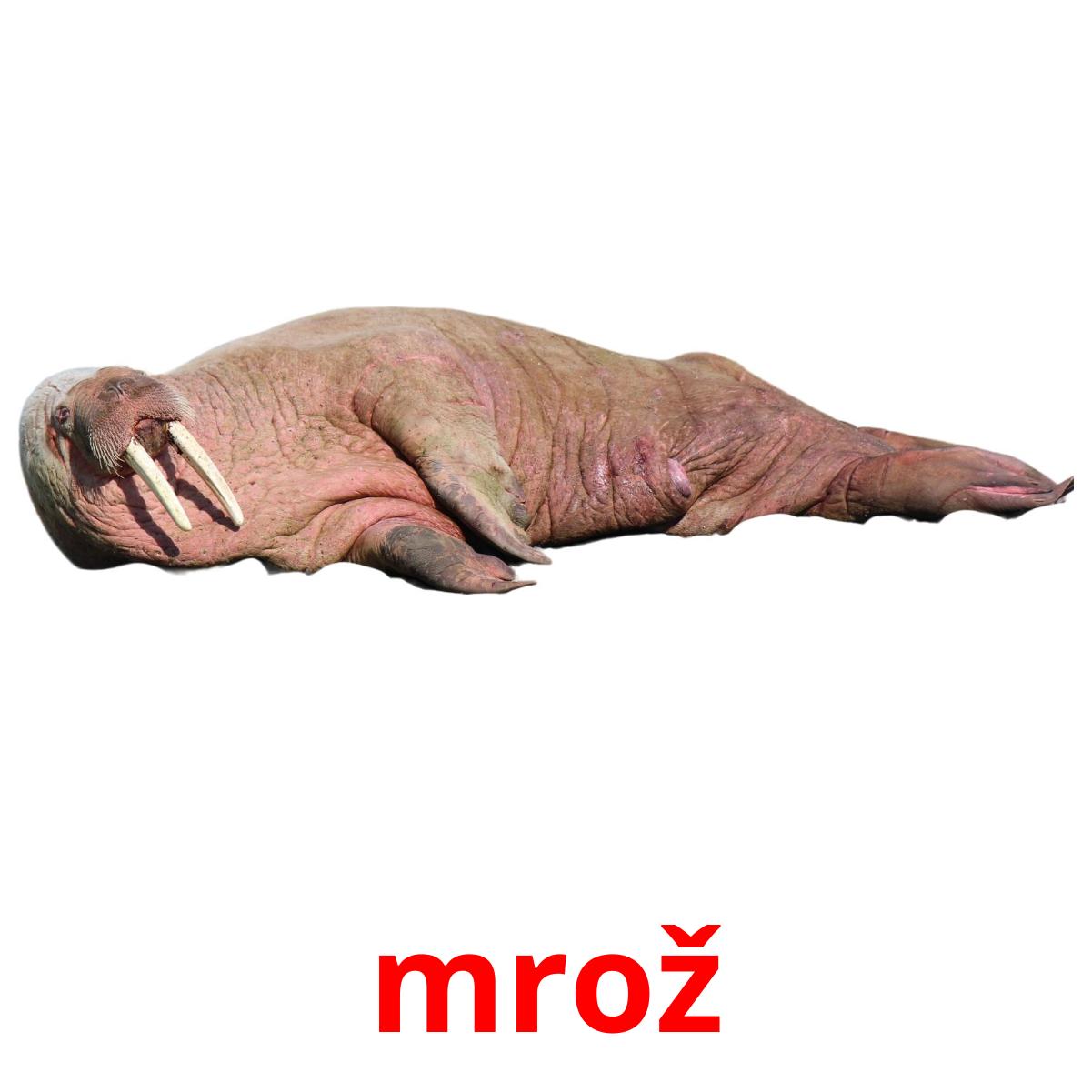 29 Meerestiere Karteikarten in PDF | Slowenisch Bilder