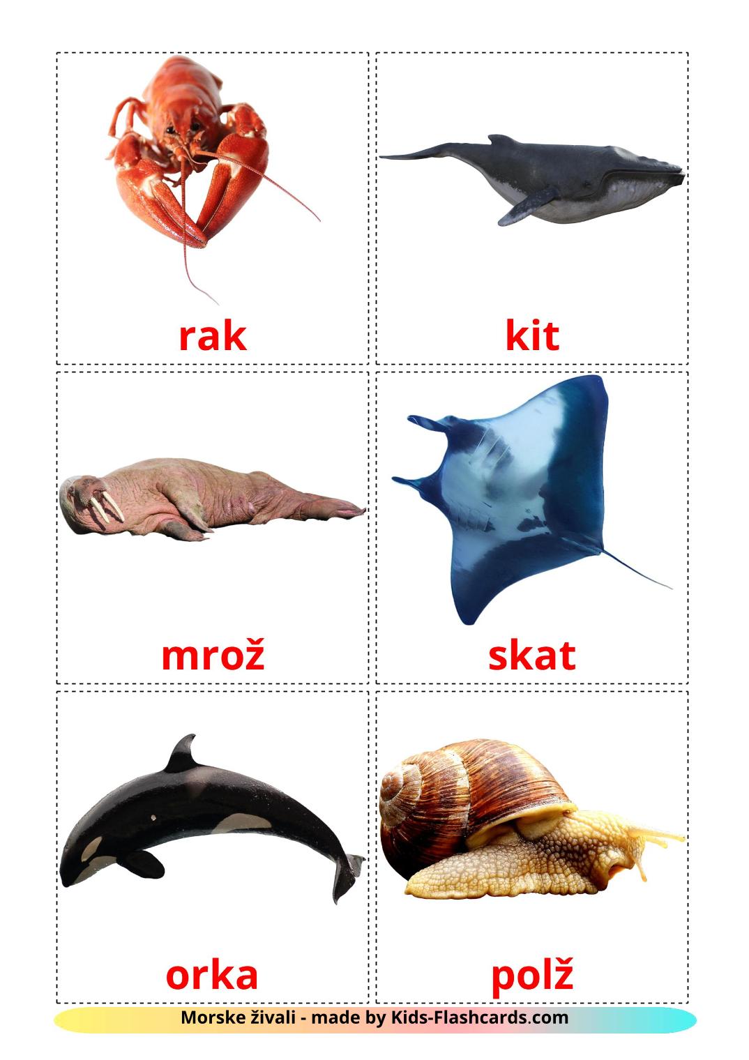 Sea animals - 29 Free Printable slovenian Flashcards 