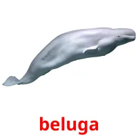 beluga cartões com imagens