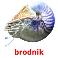 brodnik picture flashcards