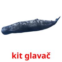 kit glavač picture flashcards