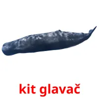 kit glavač cartões com imagens