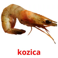 kozica cartões com imagens