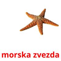 morska zvezda card for translate