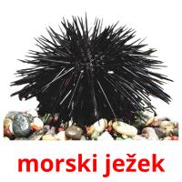 morski ježek card for translate