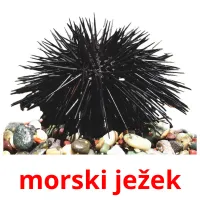 morski ježek cartões com imagens