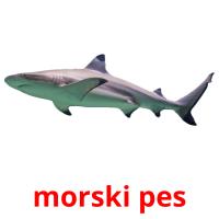 morski pes picture flashcards