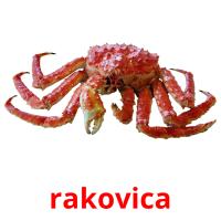 rakovica card for translate